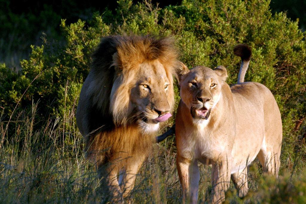 ลิวเวนบอช คันทรี เฮาส์ อมาคาลา เกม รีเสิร์ฟ Guest House Amakhala Game Reserve ภายนอก รูปภาพ