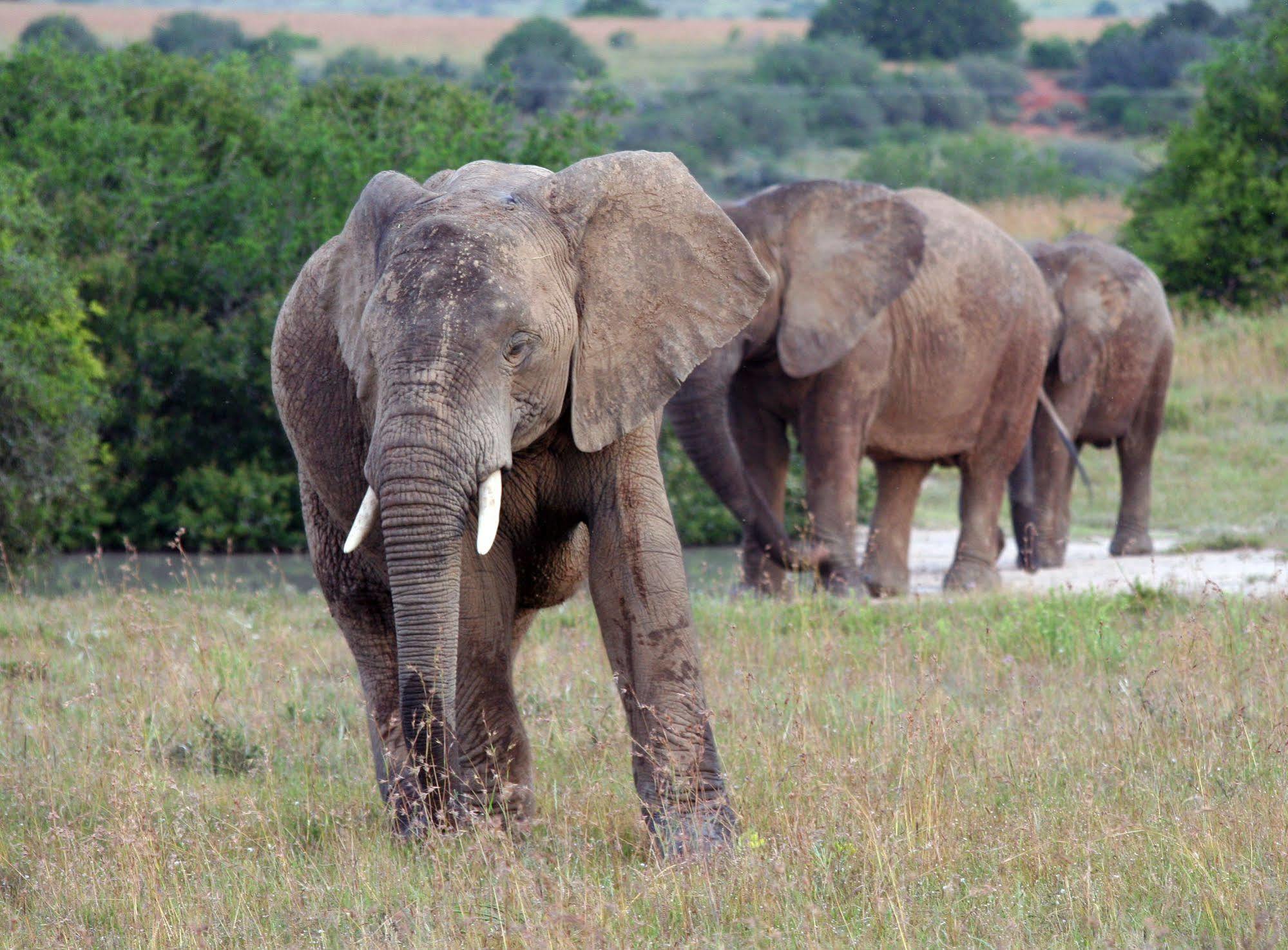 ลิวเวนบอช คันทรี เฮาส์ อมาคาลา เกม รีเสิร์ฟ Guest House Amakhala Game Reserve ภายนอก รูปภาพ