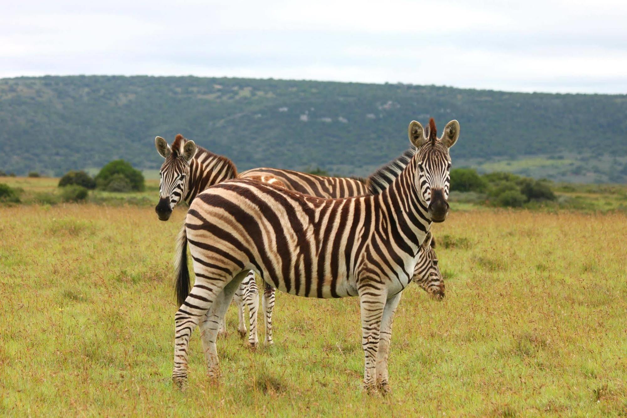 ลิวเวนบอช คันทรี เฮาส์ อมาคาลา เกม รีเสิร์ฟ Guest House Amakhala Game Reserve ภายนอก รูปภาพ