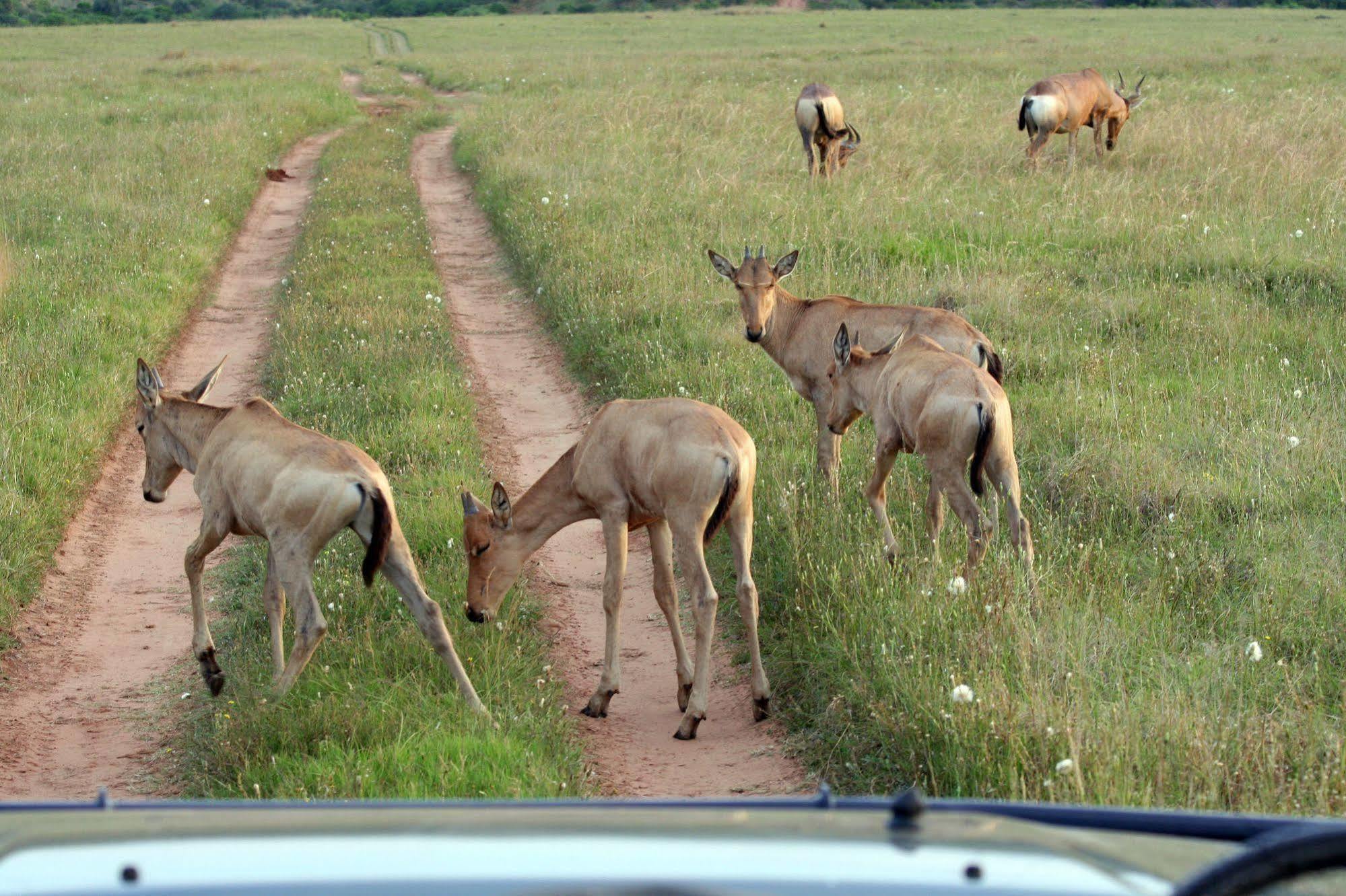 ลิวเวนบอช คันทรี เฮาส์ อมาคาลา เกม รีเสิร์ฟ Guest House Amakhala Game Reserve ภายนอก รูปภาพ