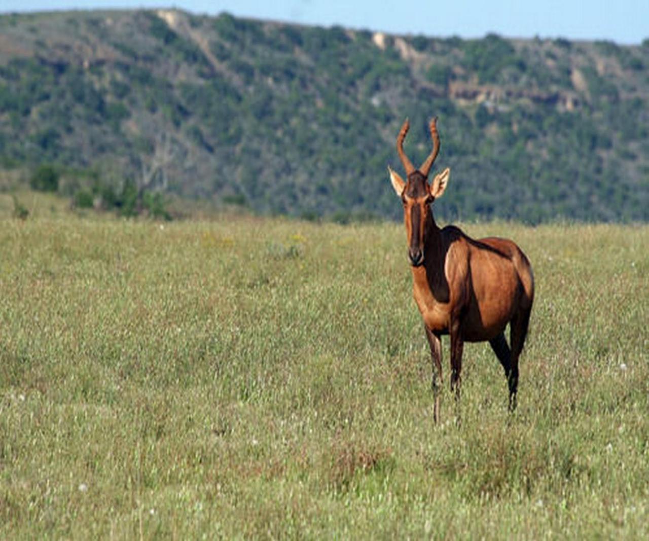 ลิวเวนบอช คันทรี เฮาส์ อมาคาลา เกม รีเสิร์ฟ Guest House Amakhala Game Reserve ภายนอก รูปภาพ
