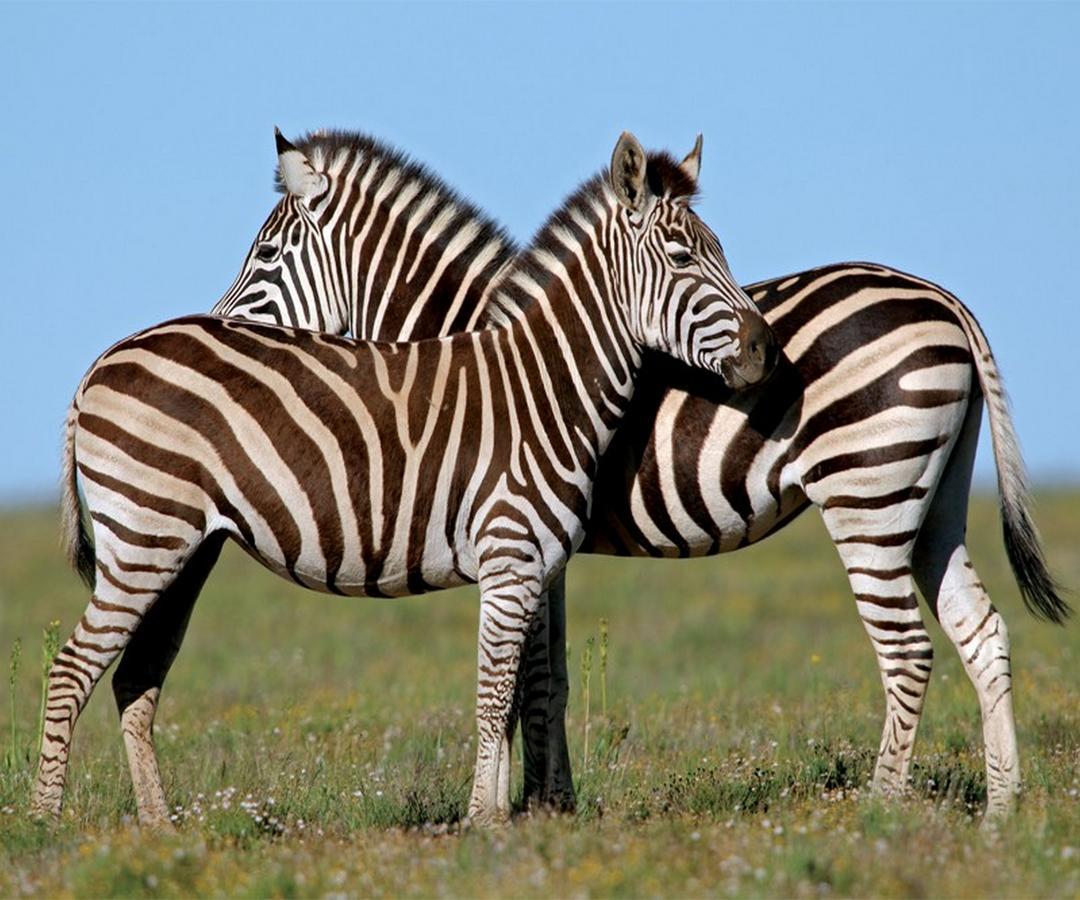 ลิวเวนบอช คันทรี เฮาส์ อมาคาลา เกม รีเสิร์ฟ Guest House Amakhala Game Reserve ภายนอก รูปภาพ